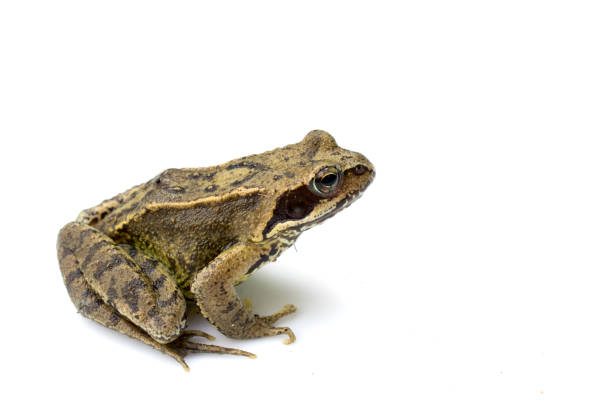 istock Common English Wild Frog on White Background 695171606