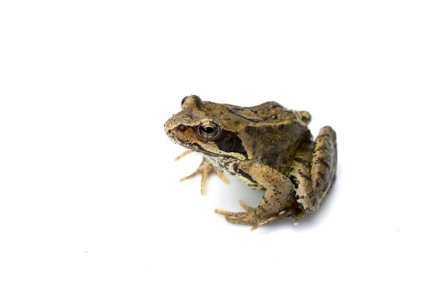 Common English Wild Frog on White Background