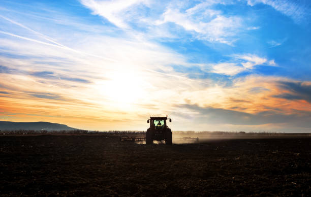 istock Tractor plows a field in the spring accompanied by rooks Tractor. Sunset 695171820