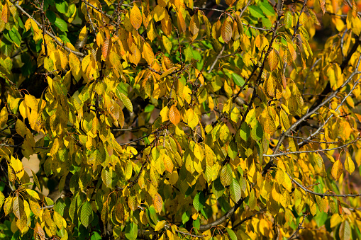 autumn changing color cherry leaves background