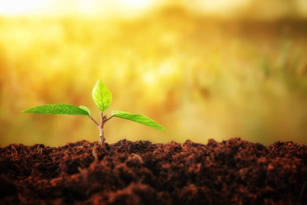 istock young plant growing during sunny day with bokeh lights 695180450