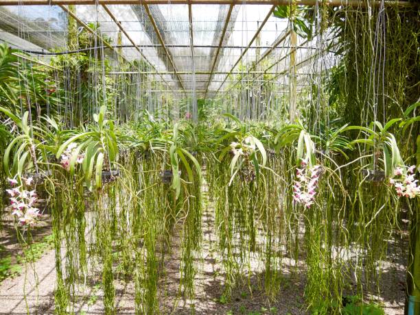 istock close up thai orchid in orchid farm 695194520