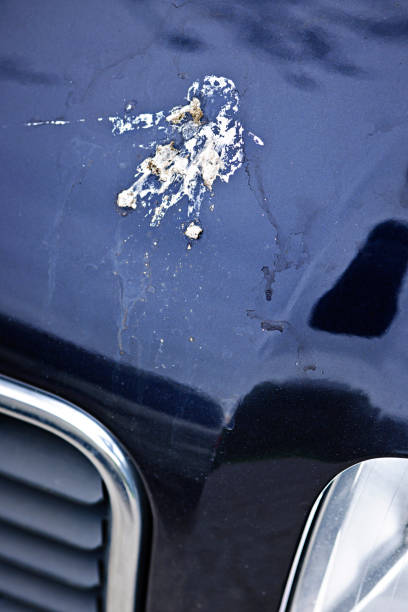 istock Bird droppings on car hood 695194546