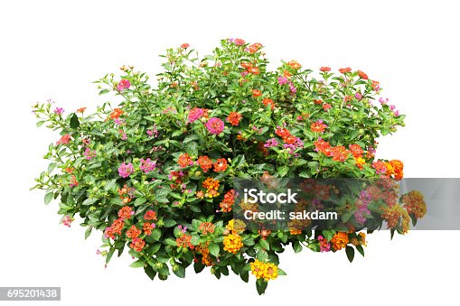 istock flower bush tree isolated with clipping path 695201438