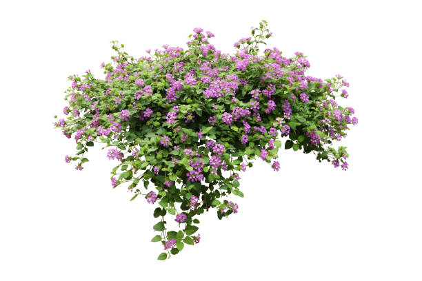 istock purple flower bush tree isolated with clipping path 695201452