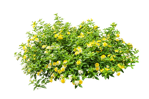 yellow flower bush tree isolated with clipping path