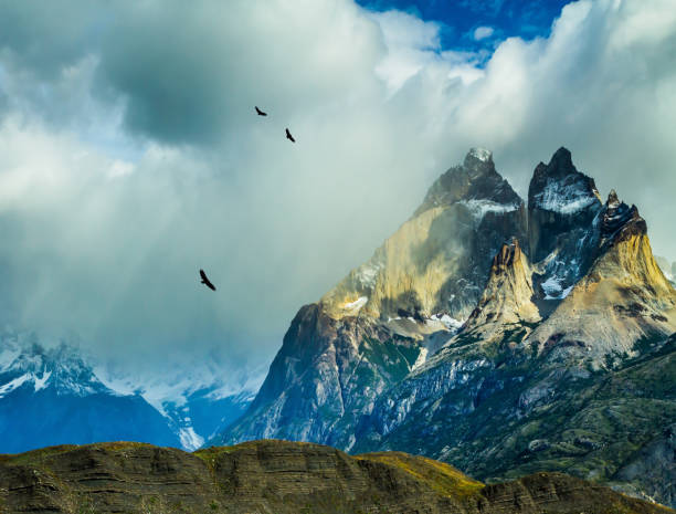 istock Flock of Andean condors flying 695201732