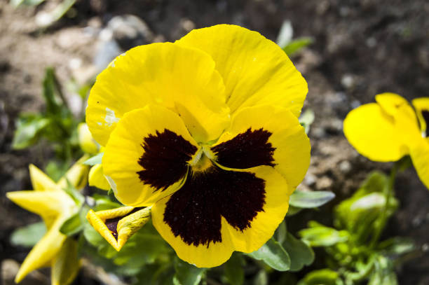 istock Sidewalks, the most beautiful roads and special seasonal flowers decorating the sidewalks 695201948