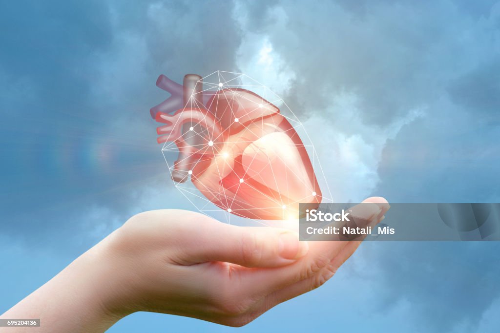 Arm supports the heart. Arm supports the heart concept design . Heart - Internal Organ Stock Photo