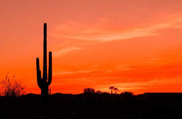 tramonto nel deserto sud-occidentale - phoenix arizona scottsdale sunset foto e immagini stock