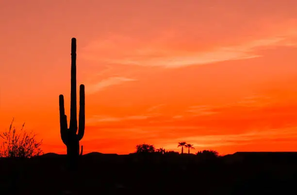 Photo of Southwest Desert Sunset