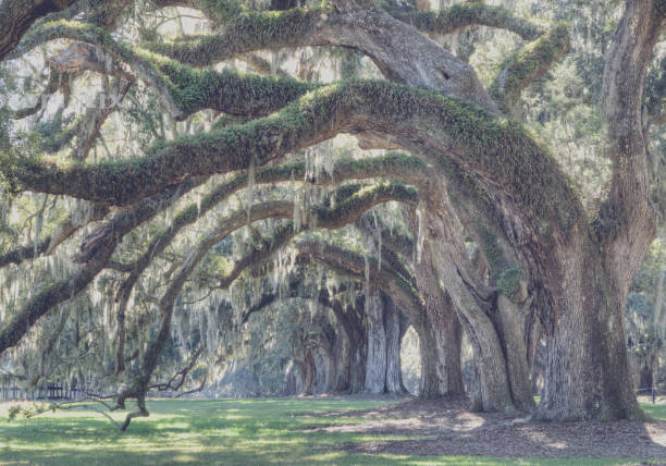 vintage forest live oak trees southeast stany zjednoczone ameryki - south carolina zdjęcia i obrazy z banku zdjęć