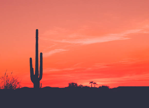 Sunset in the Wild West Bright Orange Desert Sunset with Saguaro Cactus in Silhouette desert snake stock pictures, royalty-free photos & images