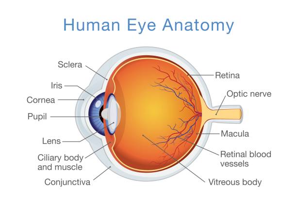 анатомия человеческого глаза и описания. - зрение stock illustrations