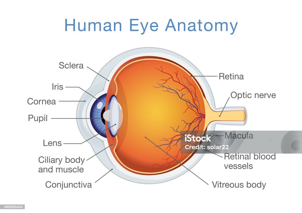 Anatomy Of Human Eye And Descriptions Stock Illustration - Download Image  Now - Anatomy, Human Eye, Retina - iStock