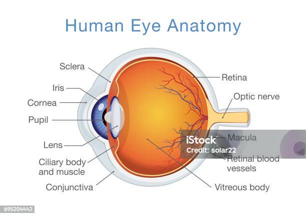 Anatomy Of Human Eye And Descriptions Stock Illustration - Download Image Now - Anatomy, Human Eye, Diagram