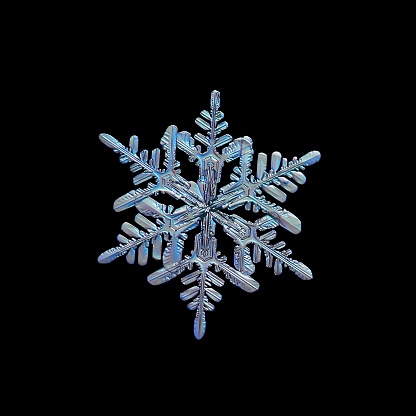 Snowflake isolated on black background. Macro photo of real snow crystal with complex, elegant shape, six ornate arms and lots of side branches. Snowflake glittering in cold blue light.