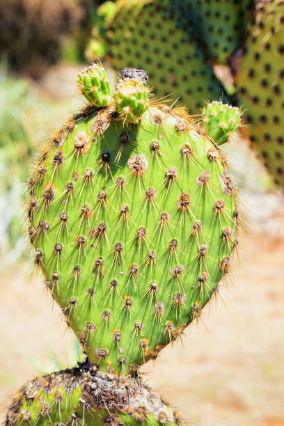 istock Cactus on Lokrum Island 695208244