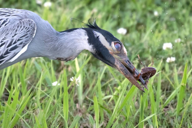 istock Yellow cowned night heron, Nyctanassa violacea with crawfish 695209034