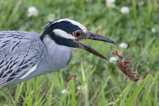 istock Yellow cowned night heron, Nyctanassa violacea with crawfish 695209046