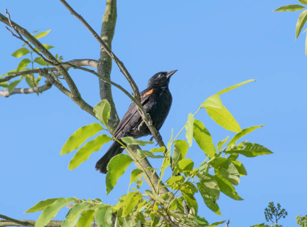 istock Red-winged blackbird, Agelaius phoeniceus 695209230