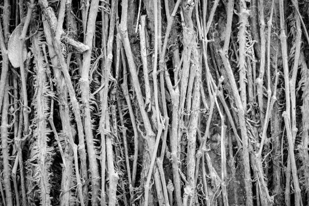 istock black and white macro of trails for backgrounds 695209288