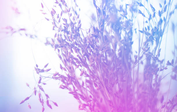 istock dried Flowers isolated on white background 695214692