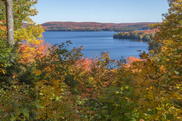 istock Fall foliage in Muskooka 695215750
