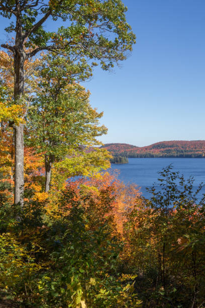 istock Fall foliage in Muskooka 695215796
