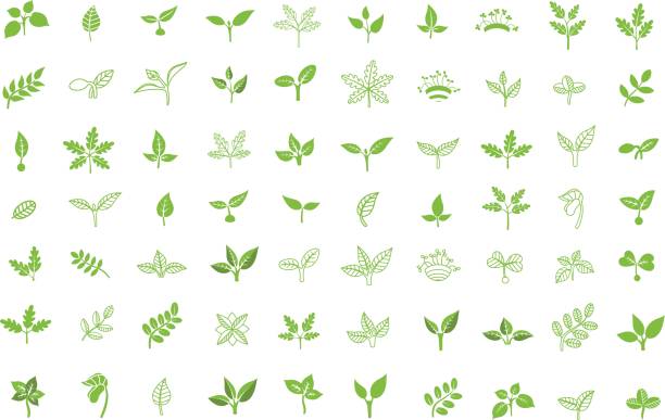 ilustrações de stock, clip art, desenhos animados e ícones de set of leaves design elements. sprout new life vector icon - planta nova ilustrações