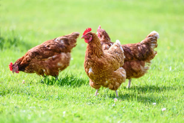 Free and happy hens Hens on traditional free range poultry organic farm grazing on the grass hen stock pictures, royalty-free photos & images