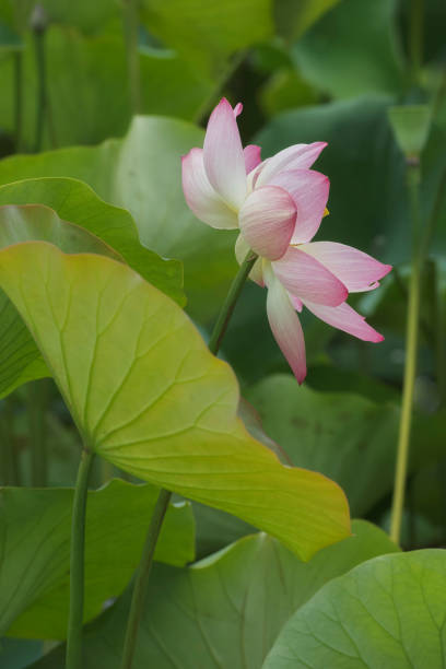 istock Lotus blossoms in a pond 695221786