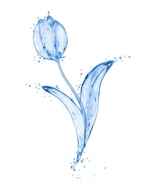 istock Flower tulip made of water splashes isolated on white background 695222004
