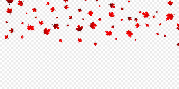 Canadian maple leaves background. Falling red leaves for Canada Day 1st July Canadian maple leaves background. Falling red leaves for Canada Day 1st July. 150th anniversary stock illustrations
