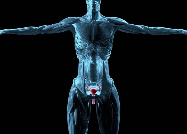 istock Uterus and ovaries. Female reproductive system. 3d illustration 695227840