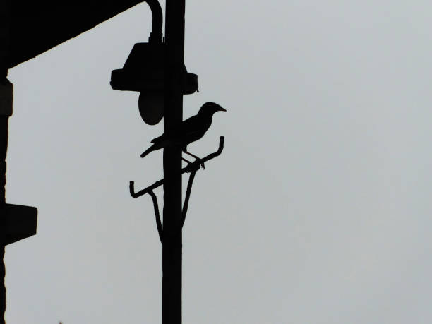 istock silhouette of a bird sitting on a lamp post 695228344