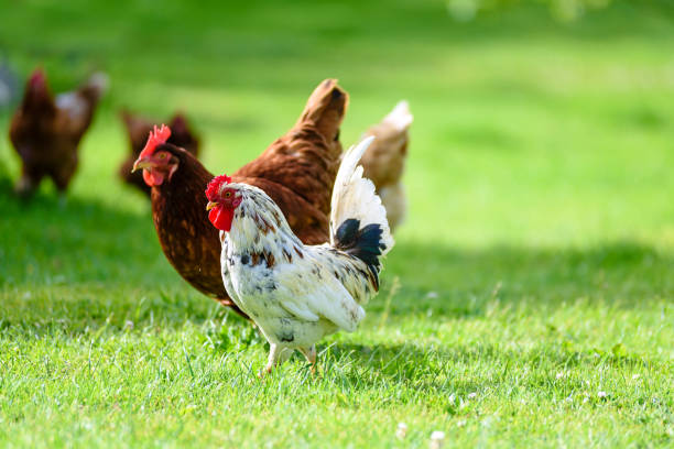 istock Free and happy hens 695228428