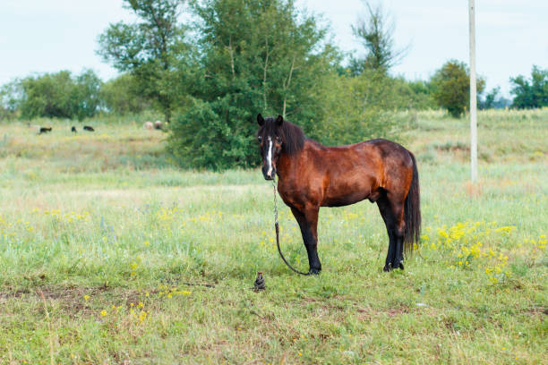 istock Brown horse on a summer pasture 695230976