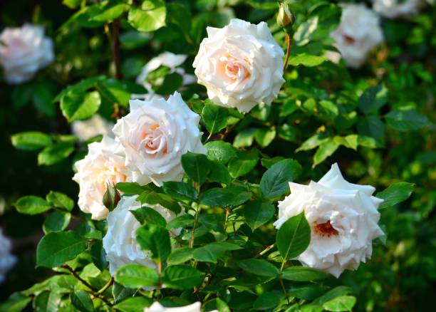 istock Roses in the garden 695234350