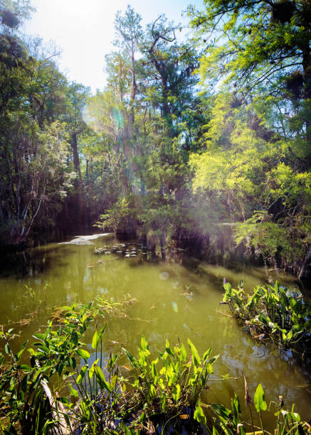 フロリダ州のエバーグレーズ湿地川と水の植物冬の午後遅く - big cypress swamp ストックフォトと画像