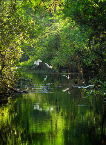 Small egret flock landing on Everglades Big Cypress swamp river with sunlight filtering through the tree canopy above.