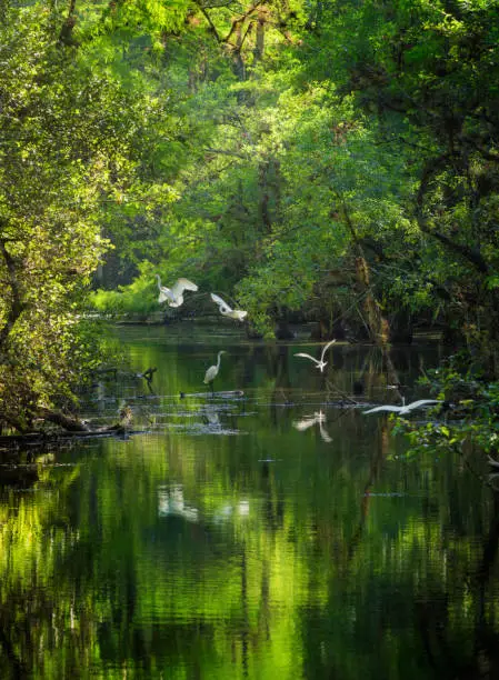 Photo of Small egret flock landing on Everglades Big Cypress swamp river