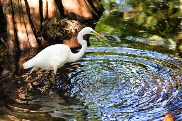 egret белая птица цапли охота в big cypress болото реки с большими рябь - big cypress swamp стоковые фото и изображения