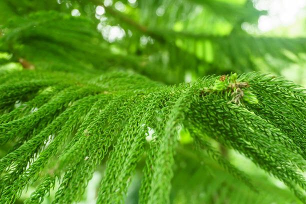 istock fir tree detail of leaves, natural background 695237316