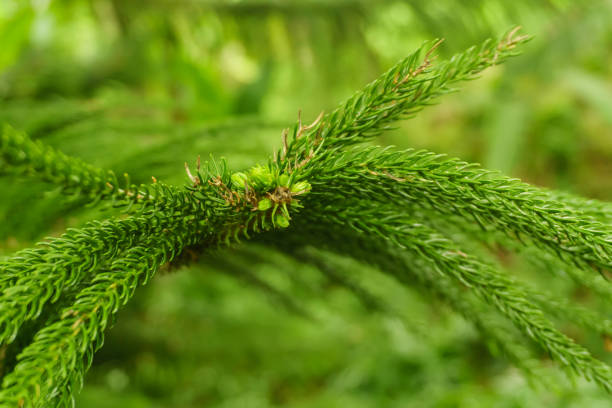 istock fir tree detail of leaves, natural background 695237340