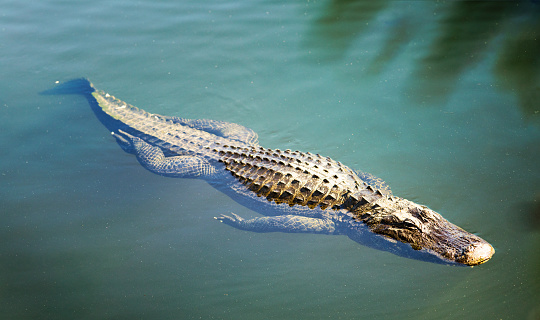 Large alligator swimming in Florida Everglades waters