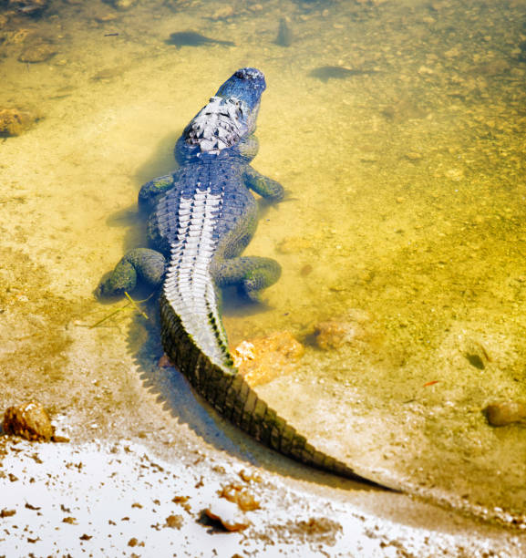 istock Alligator and catfish in Florida Everglades waters 695237380