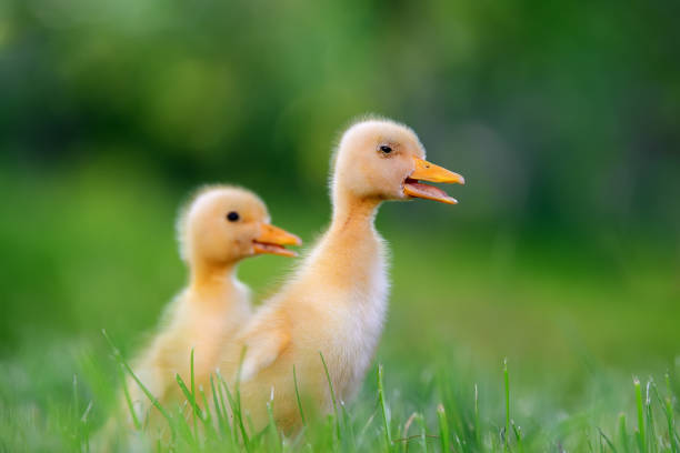 istock Two little duckling on green grass 695237398