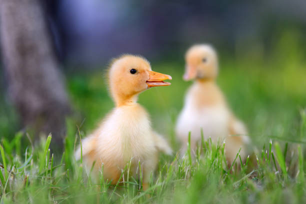 istock Two little duckling on green grass 695237410