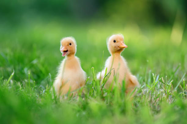 istock Two little duckling on green grass 695237412